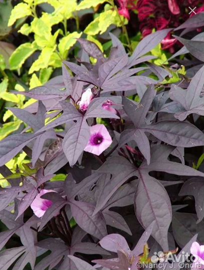 Ипомея батат