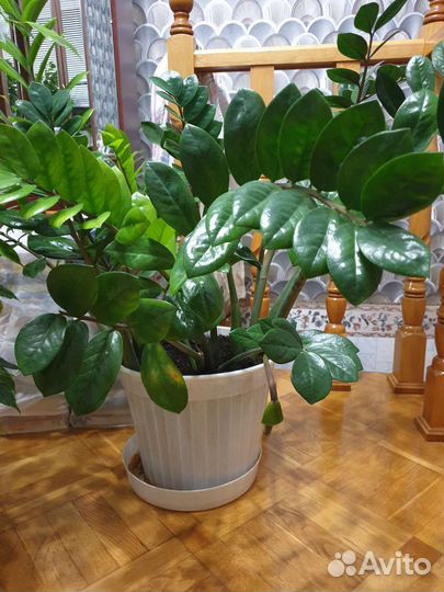 Замиокулькас (долларовое дерево)