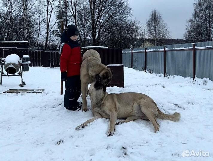 Гампр Аборигенный-Щенки Эксклюзив