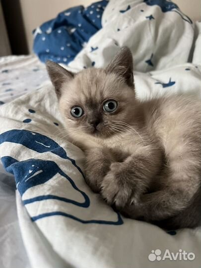 Шотладские котята