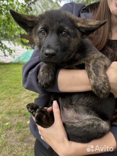 Щенки в добрые руки бесплатно