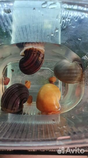 Улитка Ампулярия