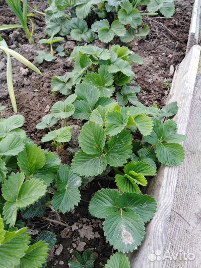 Рассада клубники