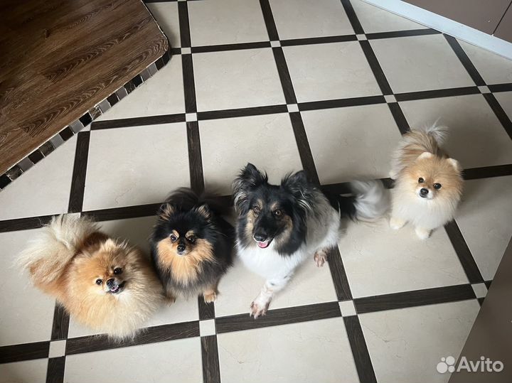 Передержка собак в домашних условиях