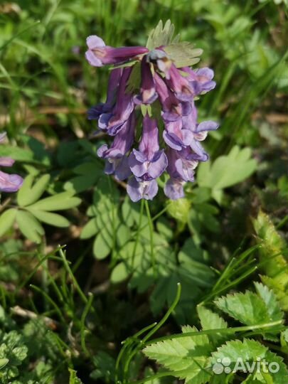 Хохлатка, барвинок, вербейник, энотера, молодило