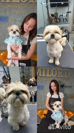 Груминг,стрижка собак