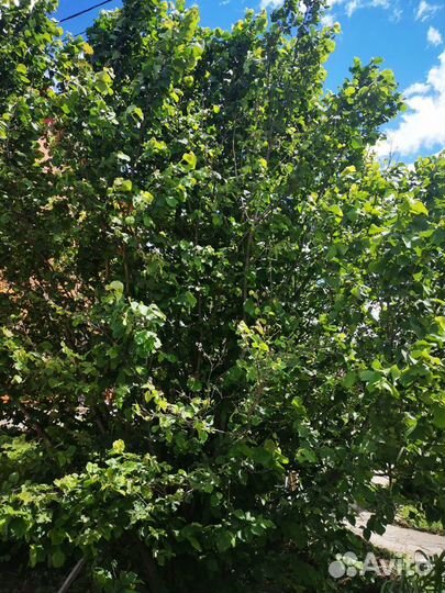 Саженцы ореха фундука