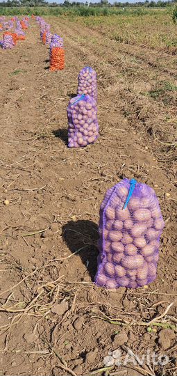 Картофель