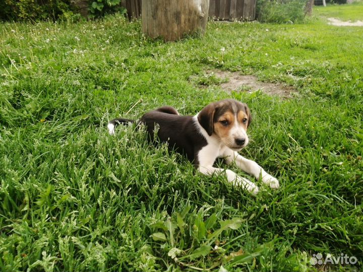 Щенок русская пегая гончая