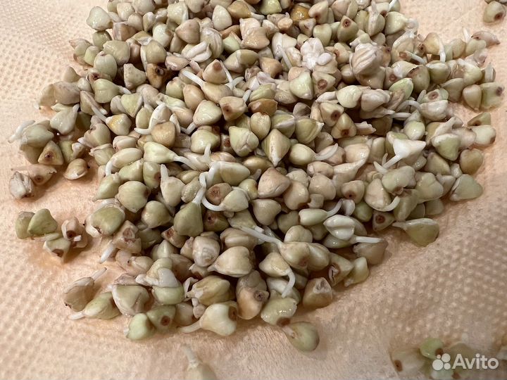 Спорт пророст. гречки