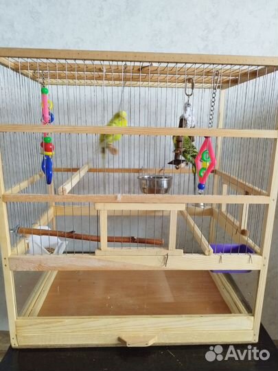 Парочка волнистых попугаев