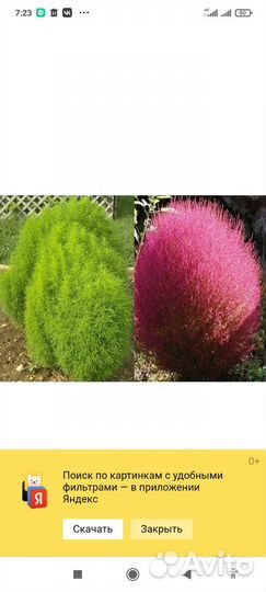 Рассада кохия