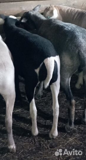 Обезроживание козлят термокаутером