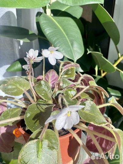 Фиалка белая