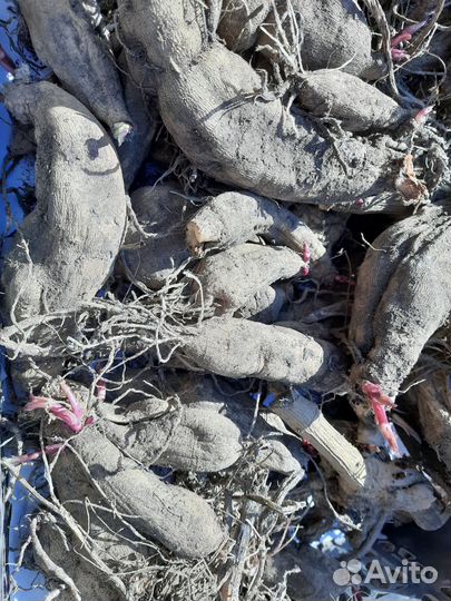 Клубни георгинов