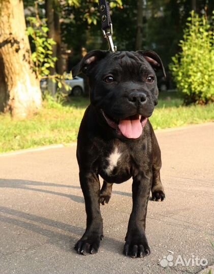 Стаффордширский бультерьер щенок