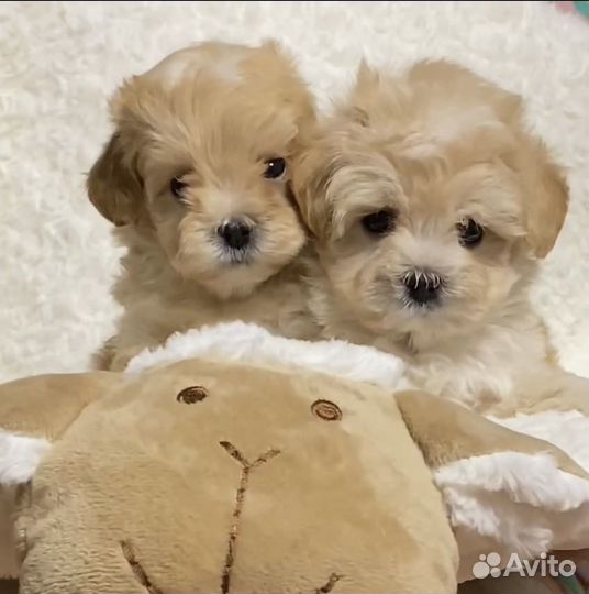 Мальтипу Беби Фейс мини