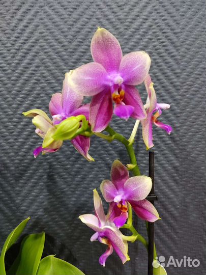 Орхидея Лиодоро