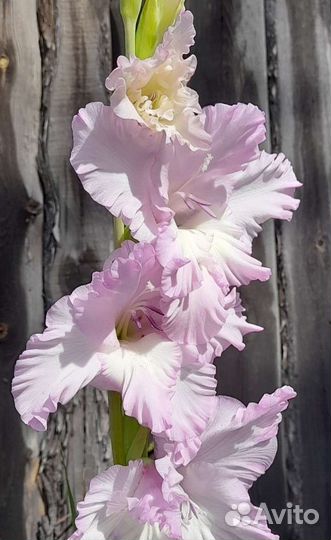 Гладиолусы луковицы