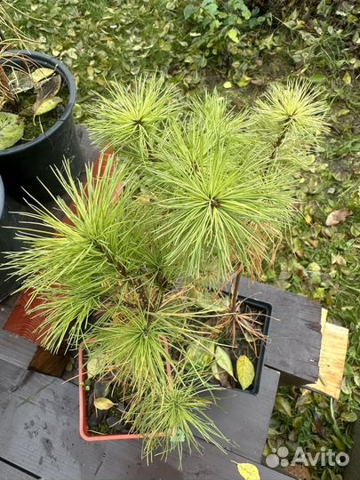 Сосна веймутова