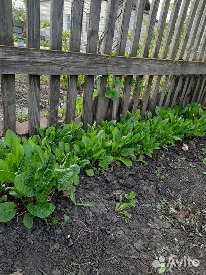 Чеснок на посадку,щавель,петрушка