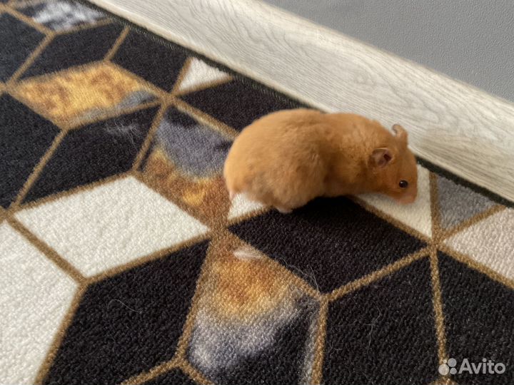 Сирийский хомяк бесплатно