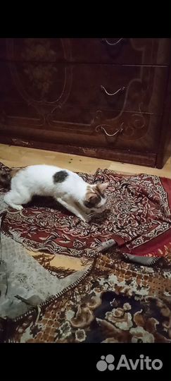 Потерялась кошка