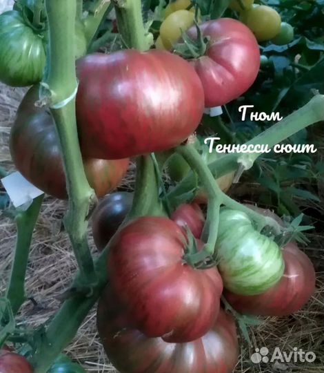 Томаты низкорослые (гномы)