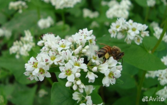 2023 года Мёд натуральный оптом