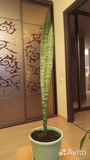 Сансевиерия