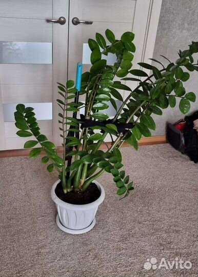 Замиокулькас