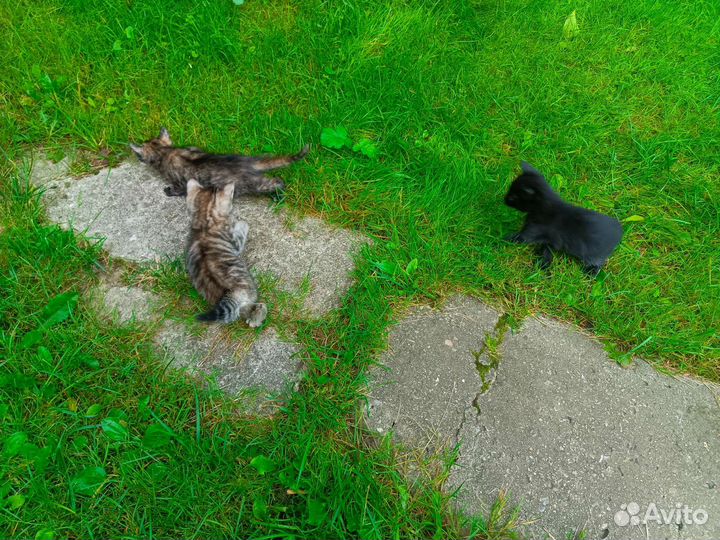 Домашние животные кошки