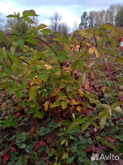 Ежевика без шипов