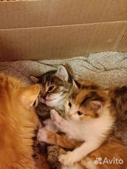 Котята