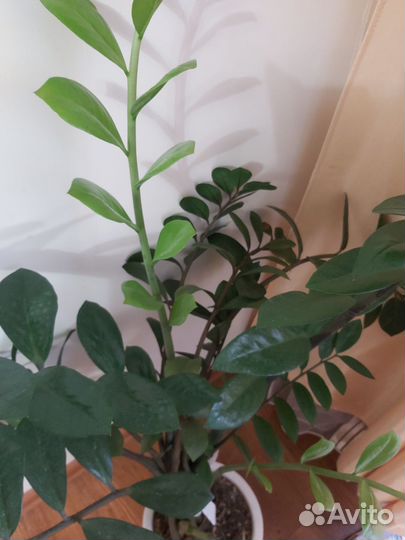 Замиокулькас(долларовое дерево)