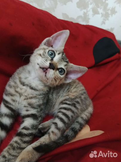 Котёнок донского сфинкса.Браш