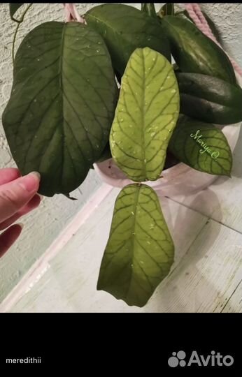 Хойи сортовые