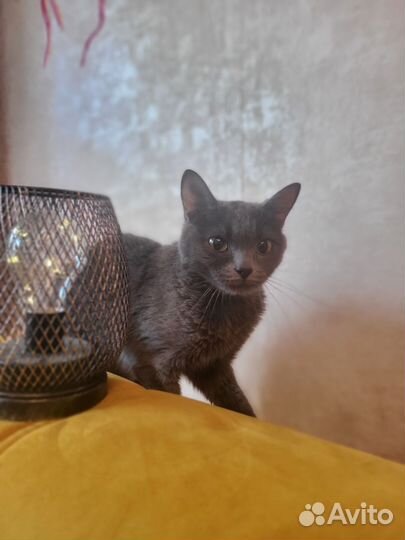 Британская кошечка