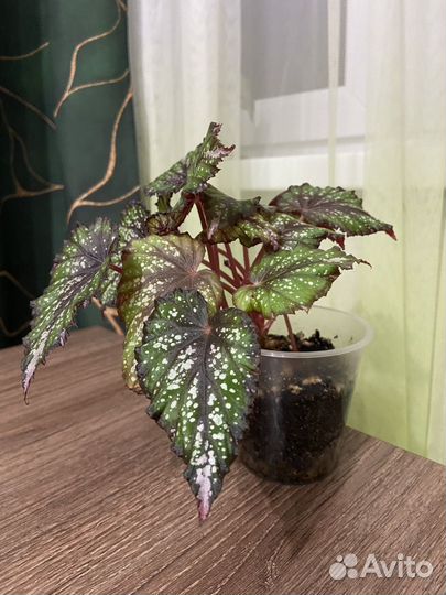 Бегония королевская Африкан Джангл