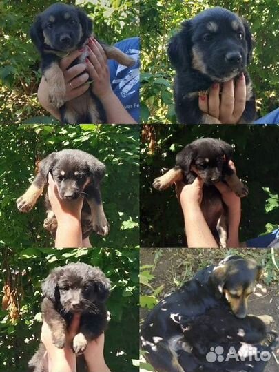 Щенки в дар(девочки)