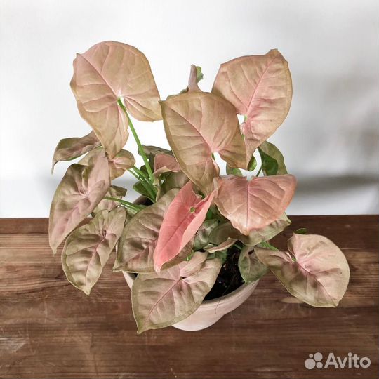 Сингониумы сортовые