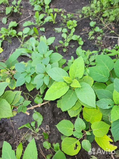 Гортензия древовидная