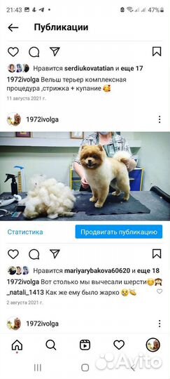 Зоосалон Дива-Дог