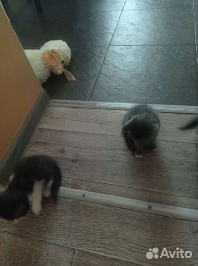 Котята в добрые руки бесплатно