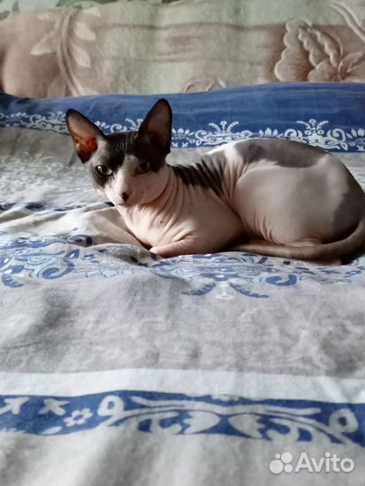 Канадский сфинкс