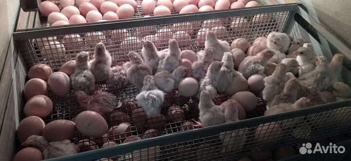 Мясо цысарок