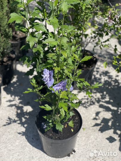 Гибискус махровый сорт «Голубой Шифон» (Блю Шифон)