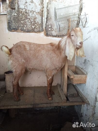 Нубийские козы