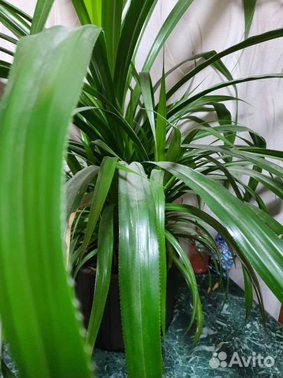 Большая кукуруза