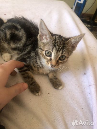 Кошка в дар бесплатно